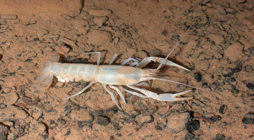 A cave-adapted crayfish with eggs in Mammoth Cave National Park.
