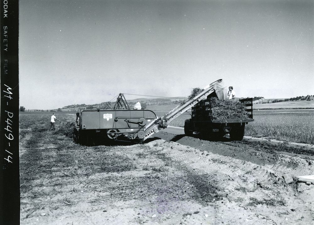 Threshing cicer milkvetch direct from windrows and collecting trash for rethreshing at Bridger PMC, Sep 1968. 17-ft long…