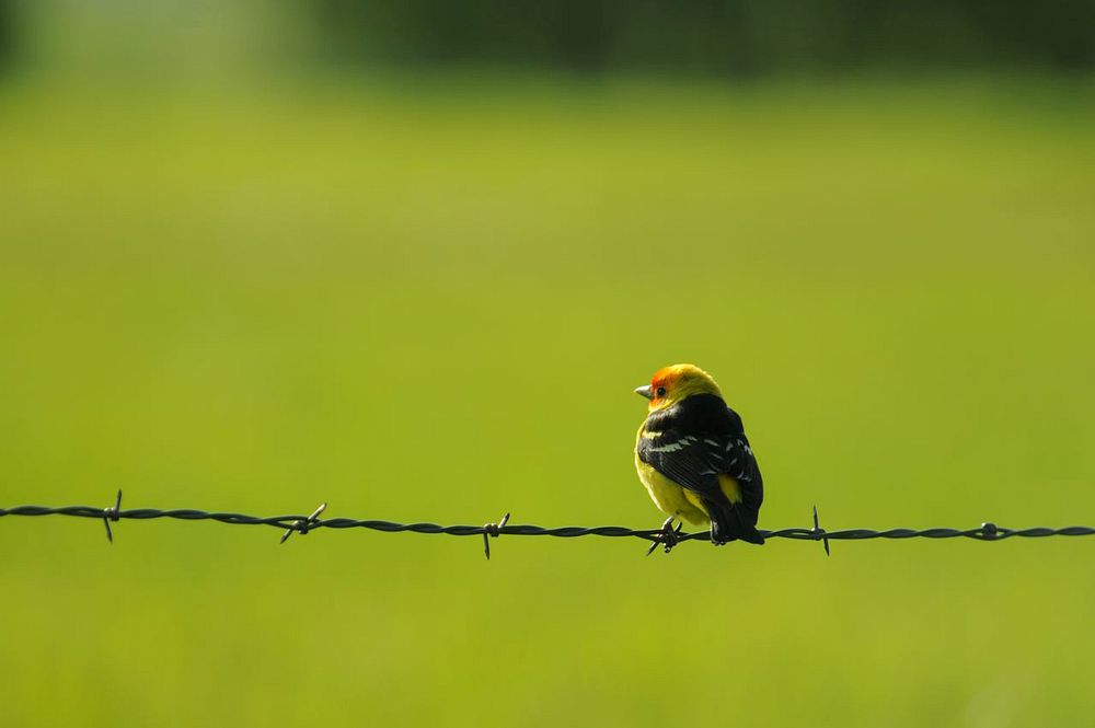 Western tanager on barbed wire. Original public domain image from Flickr