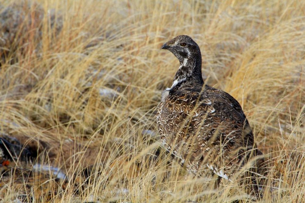Mature Sage Grouse in Field on the Fremont-Winema National Forest in Southern Oregon. Original public domain image from…