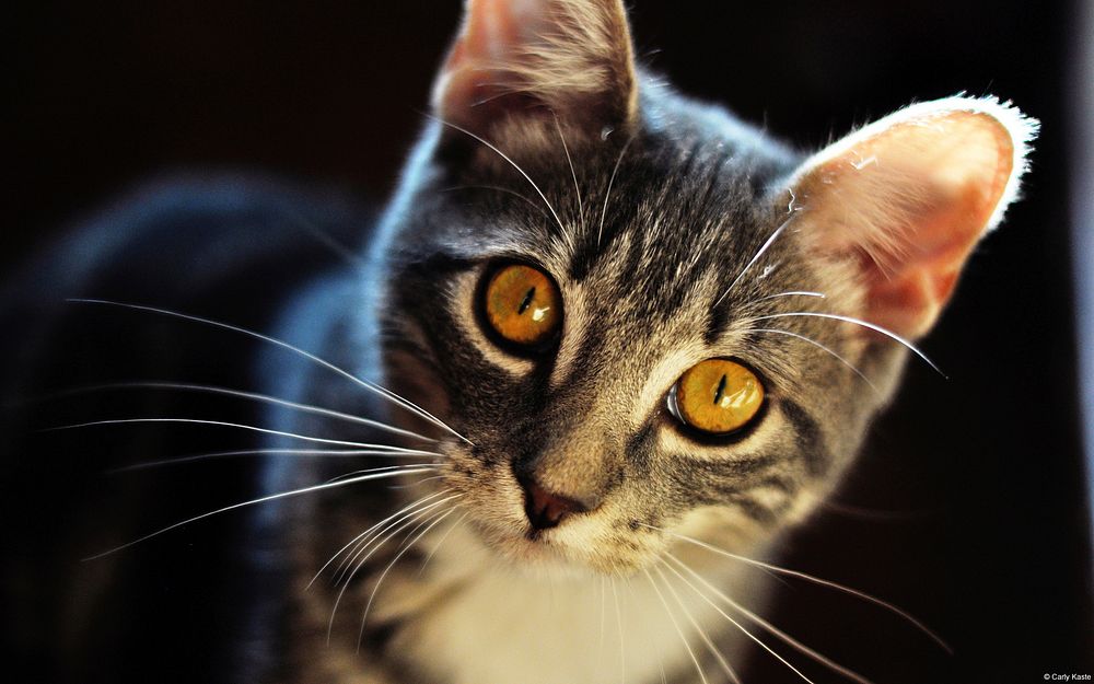 Grey cat looking at camera. Original public domain image from Flickr