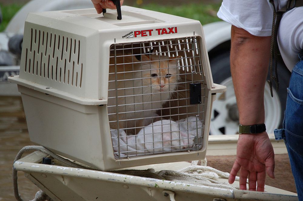 Rescued cat (photography: Don Becker, USGS). Original public domain image from Flickr