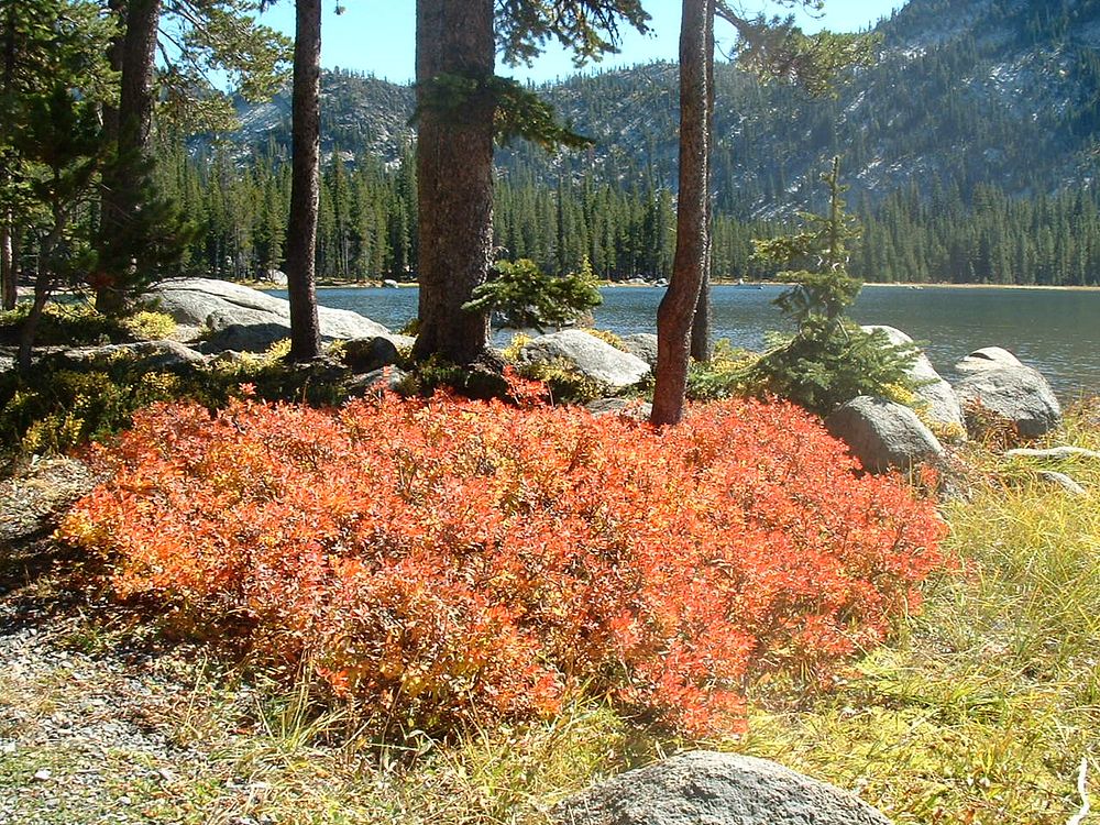 Fall Color at Wallowa Lake, Wallowa Whitman National Forest. Original public domain image from Flickr