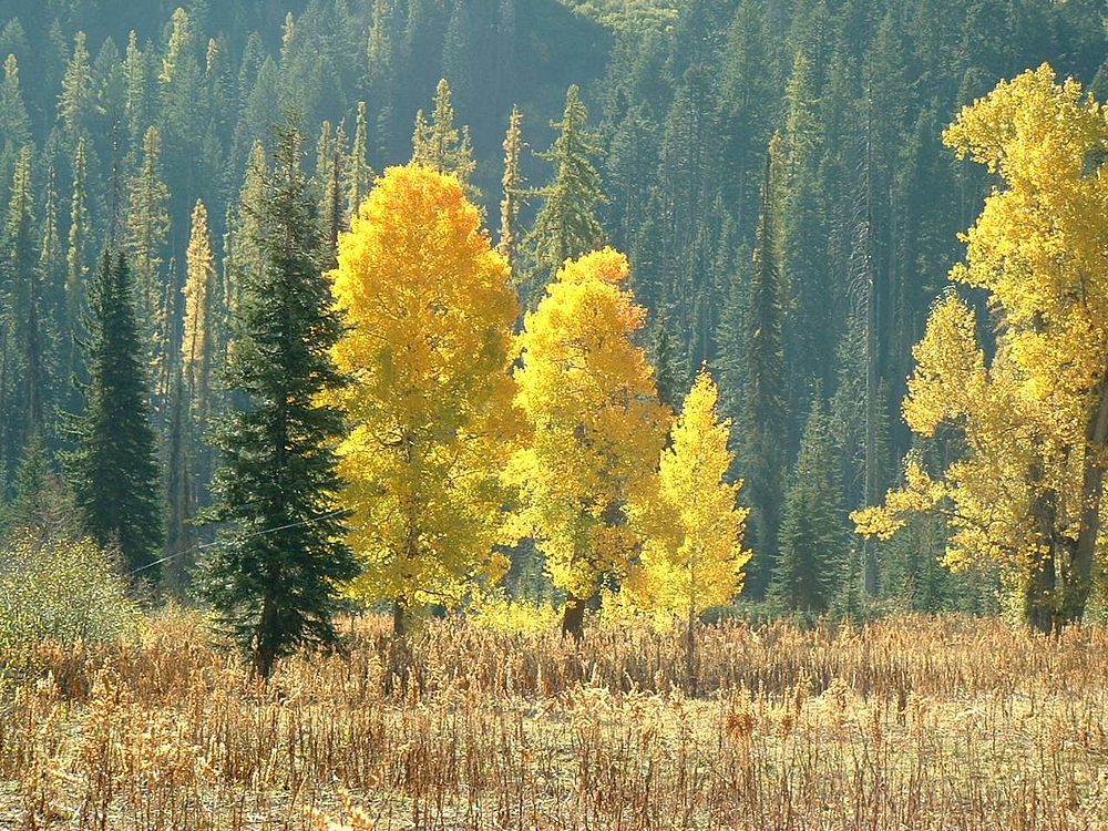 Cattails, Forests and Fall Color, Wallowa Whitman National ForestForest Service Photo. Original public domain image from…