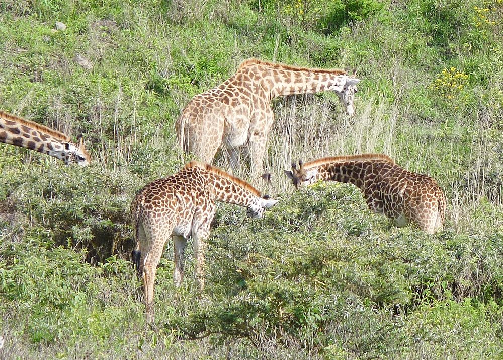 Giraffe in Tanzania, East Africa. Original public domain image from Flickr