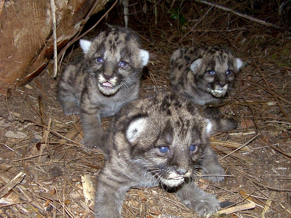 Florida Panther Kittens in Den. Original public domain image from Flickr