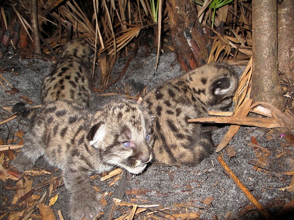 Florida Panther Kittens in Den at Okaloacoochee Slough Staet Forest. Original public domain image from Flickr