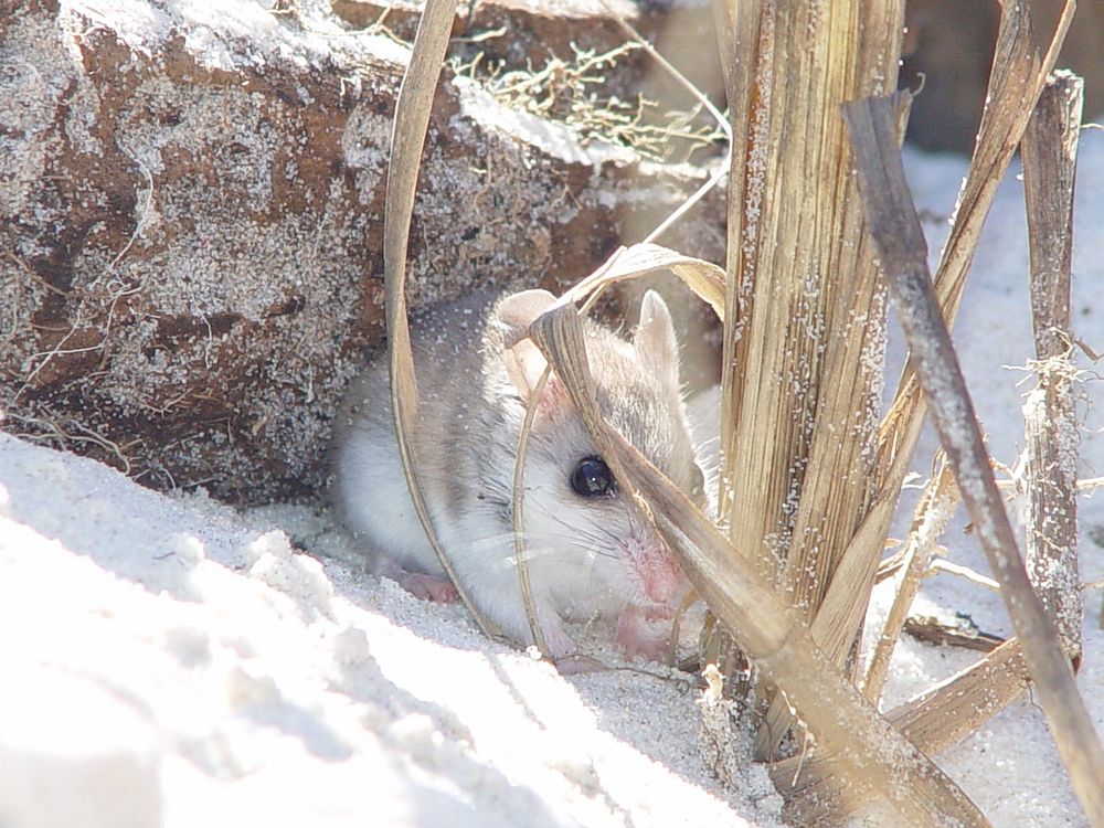 Alabama beach mouse. Original public domain image from Flickr