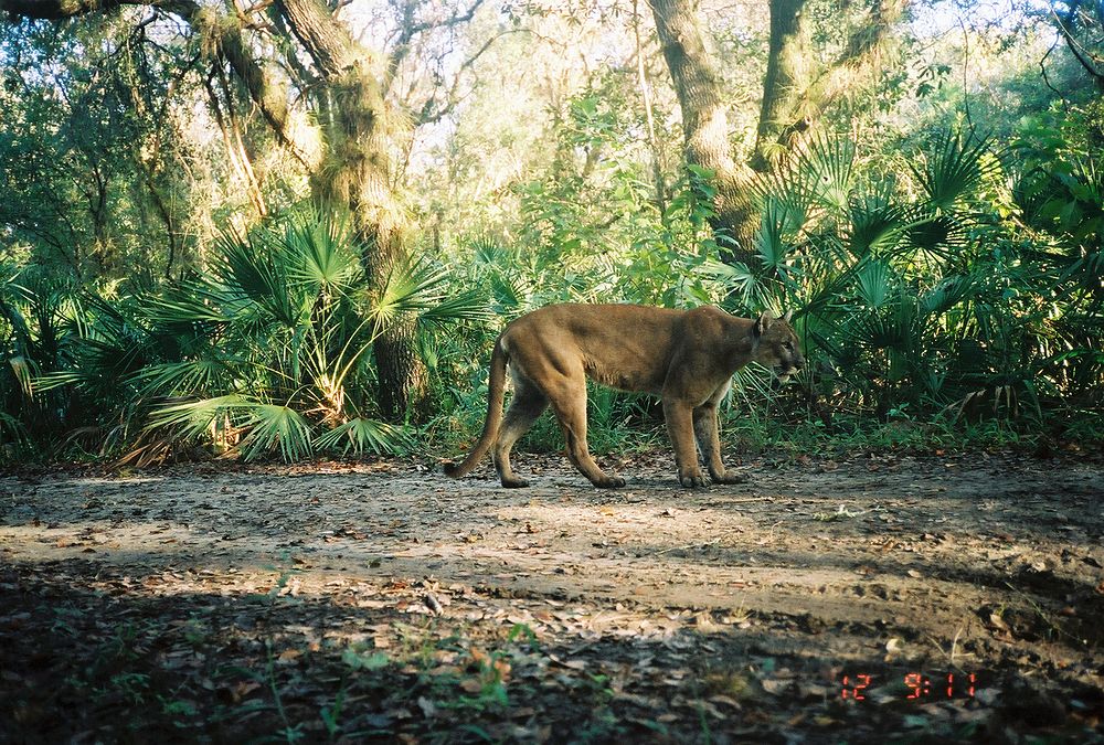 Adult Male Florida Panther in Florida Panther National Wildlife Refuge. Original public domain image from Flickr