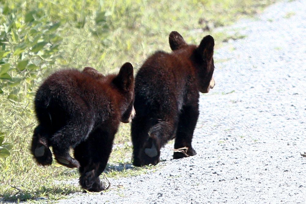 Black bear cubs. Original public domain image from Flickr