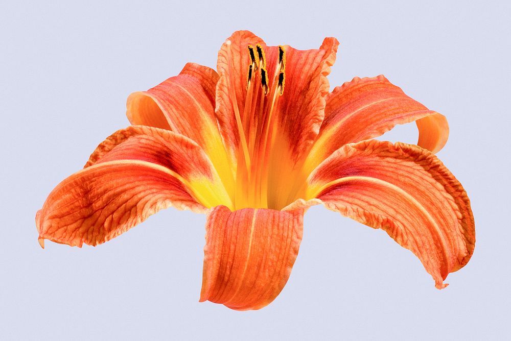 Orange daylily, flower clipart psd