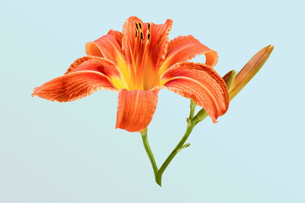 Orange day lily, flower collage element psd