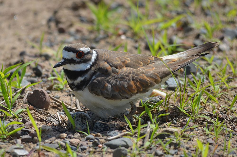 Killdeer Protecting Her NestWe spotted this killdeer protecting her nest at Sherburne National Wildlife Refuge in…