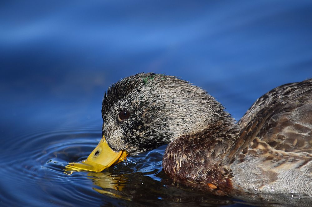 Waterfowl floating on Diamond Lake in the Umpqua National Forest. Original public domain image from Flickr