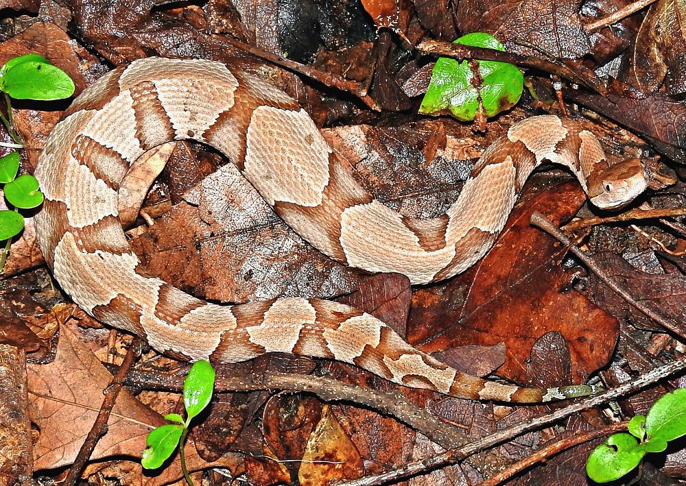 Copperheads are venomous, but they&rsquo;re generally not aggressive. The best way to avoid a negative interaction is to…