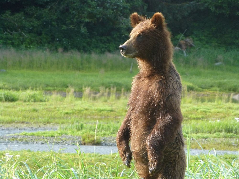 A standing brown bear in the Kootznoowoo Wilderness, Admiralty Island National Monument, Tongass National Forest, Alaska.…
