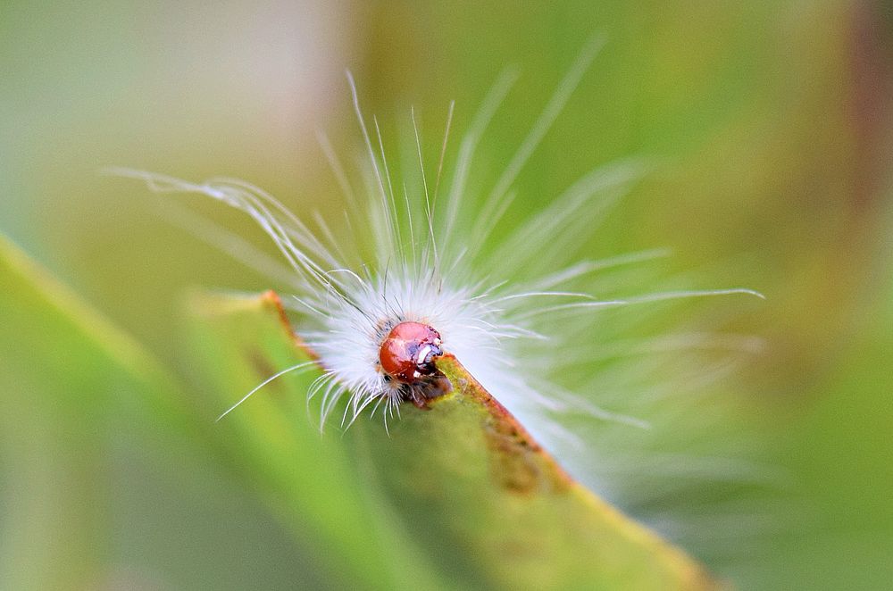 Fall Webworm in MissouriHaving a bad hair day? It could be worse! Take a look at the wild hair on this fall webworm spotted…