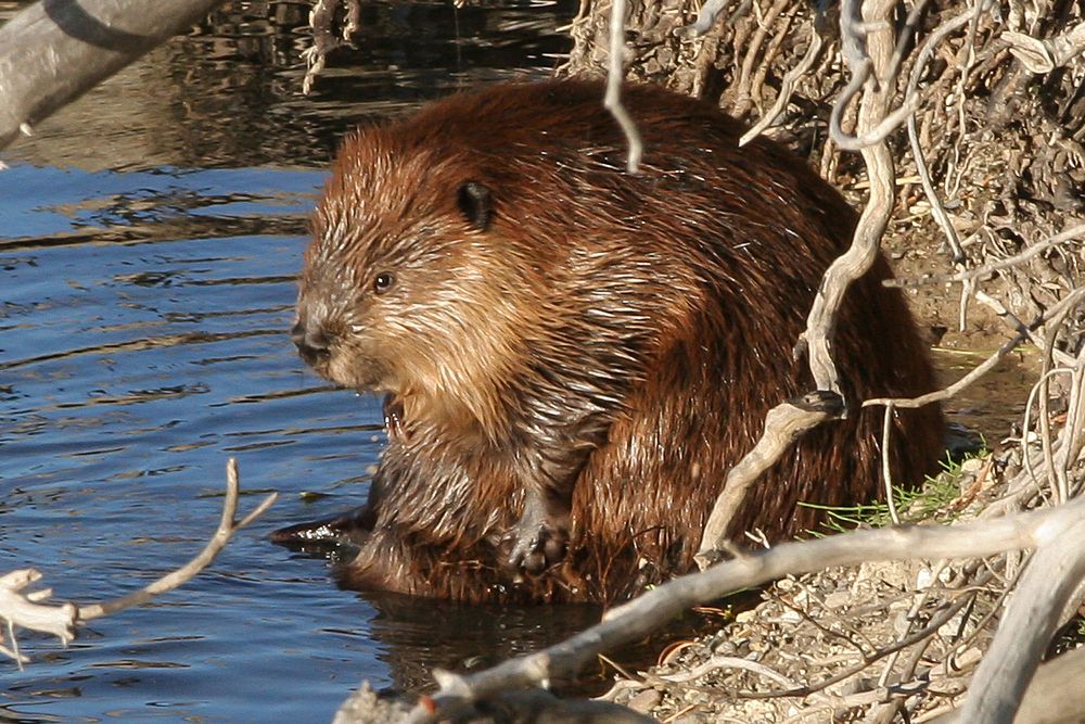 Beaver by Bob Greenburg. Original public domain image from Flickr