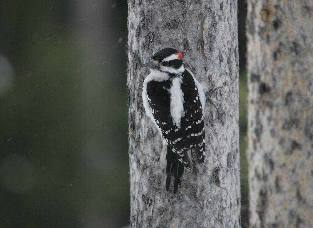 Hairy woodpecker near Silver Gate, MT by Jim Peaco. Original public domain image from Flickr