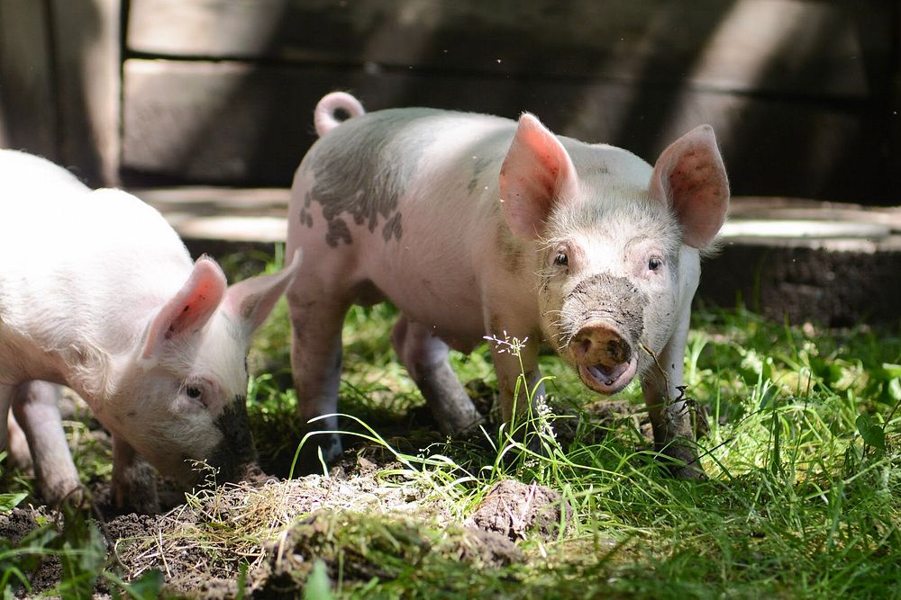 Muddy pigs in the farm. Original public domain image from Flickr