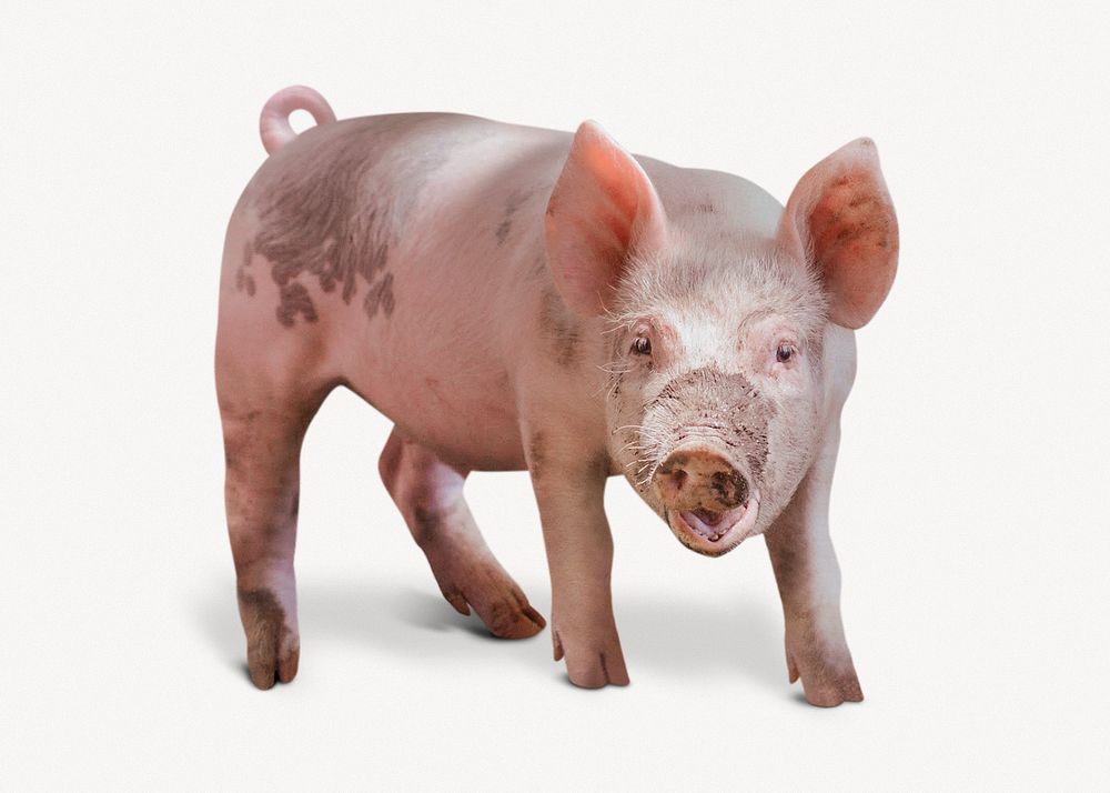 Pig  isolated on white, real animal design psd