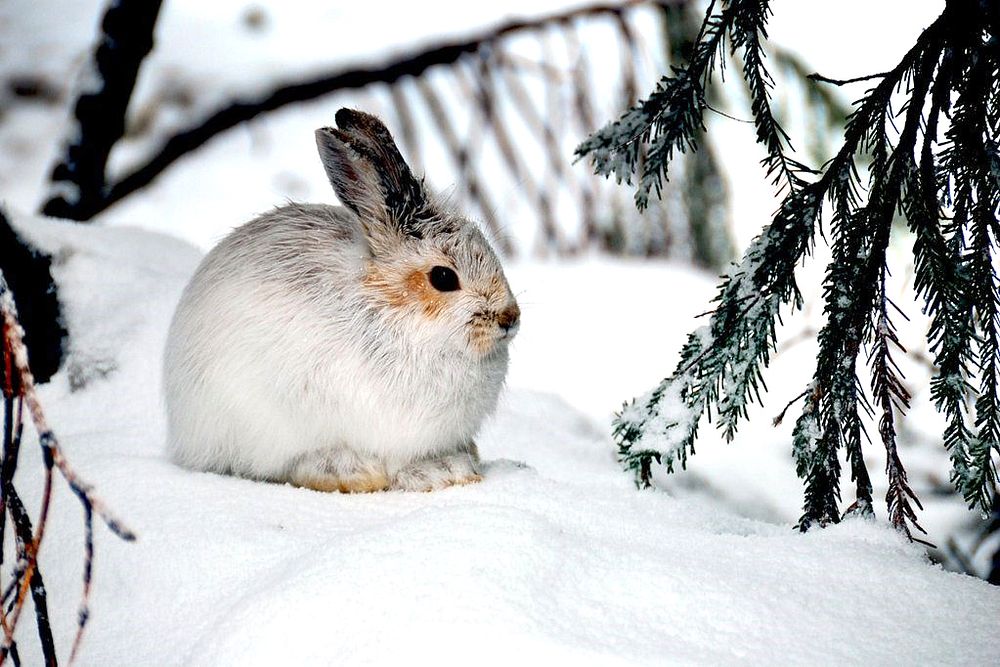 Rabbit sitting on snow in winter. Original public domain image from Flickr