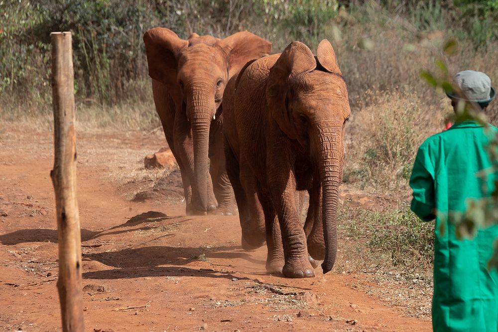 First Lady Melania Trump's Visit to AfricaBaby elephants are seen during First Lady Melania Trump’s visit to the Sheldrick…