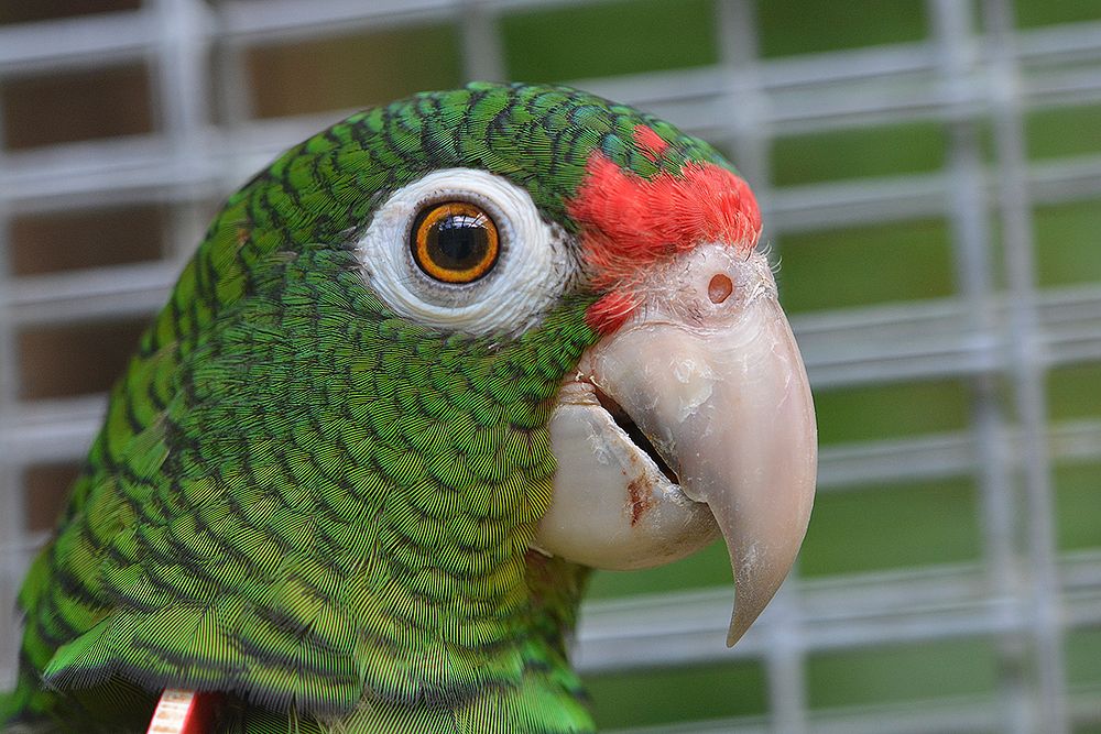 Puerto Rican Parrot Profile. Original public domain image from Flickr