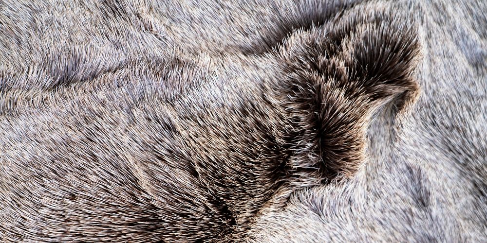 Animal fur texture, Facebook cover design for social media