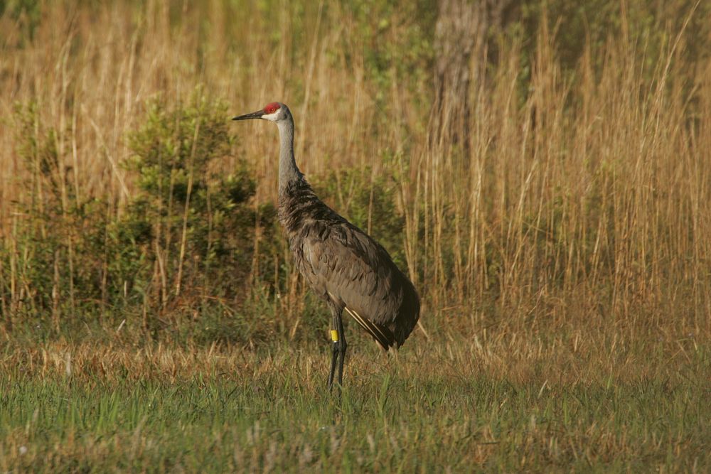 Mississippi Sandhill crane. Original public domain image from Flickr