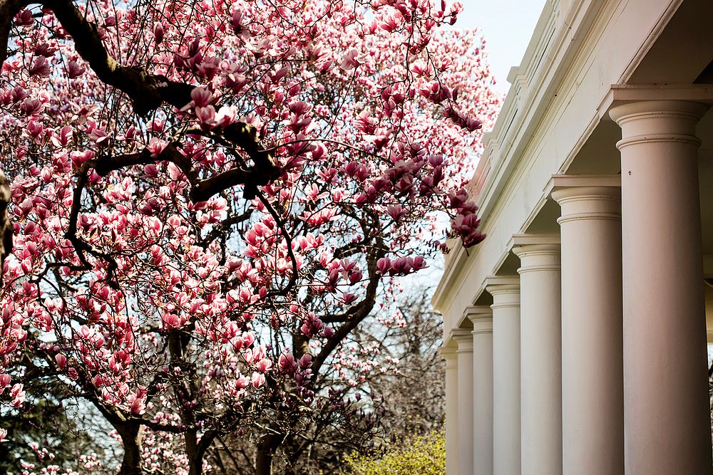 White House Grounds in SpringMagnolia trees are seen in bloom along the West Wing Colonnade Tuesday, March 26, 2019, at the…