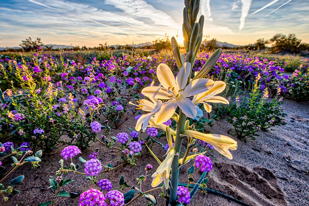 Desert lilies are blooming by the tens of thousands at their namesake preserve.