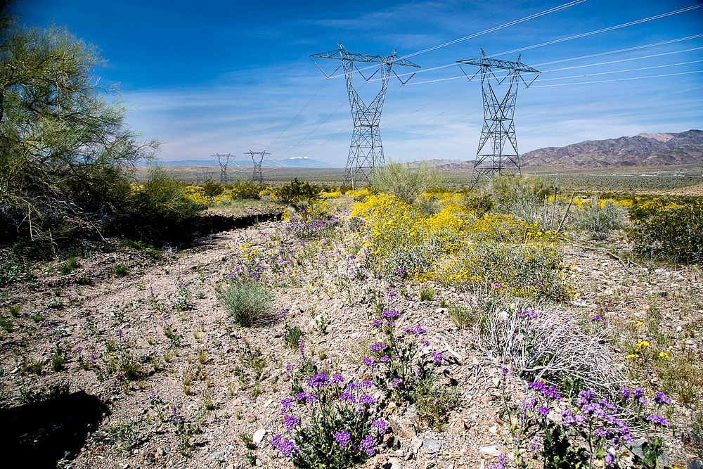 The 25-million-acre California Desert Conservation Area (CDCA) contains over 12 million acres of public lands.