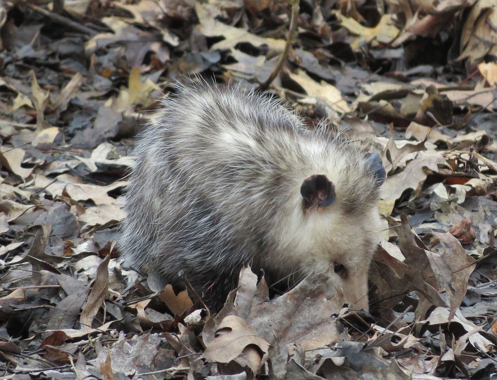 Opossum at Port Louisa National Wildlife RefugeOpossum foraging under leaves in a shallow, forested stream bed. This…