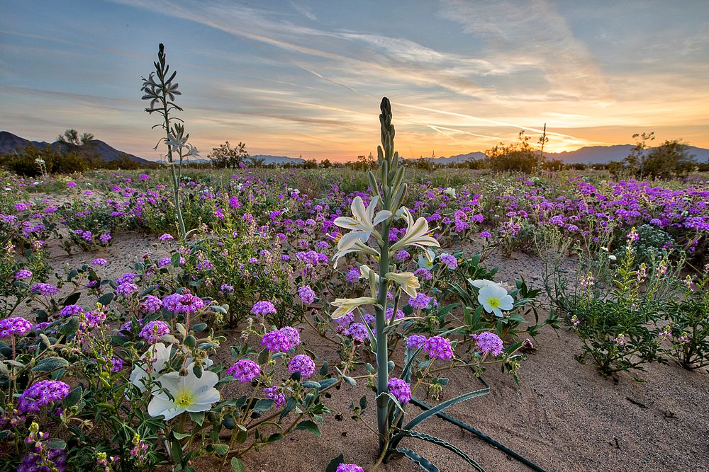 Desert lilies are blooming by the tens of thousands at their namesake preserve.