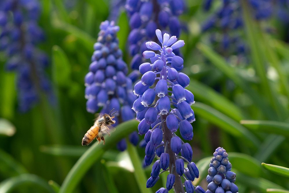 Spring at the White HouseA honey bee gathers pollen from a grape hyacinth Tuesday, April 8, 2019 on the South Lawn of the…