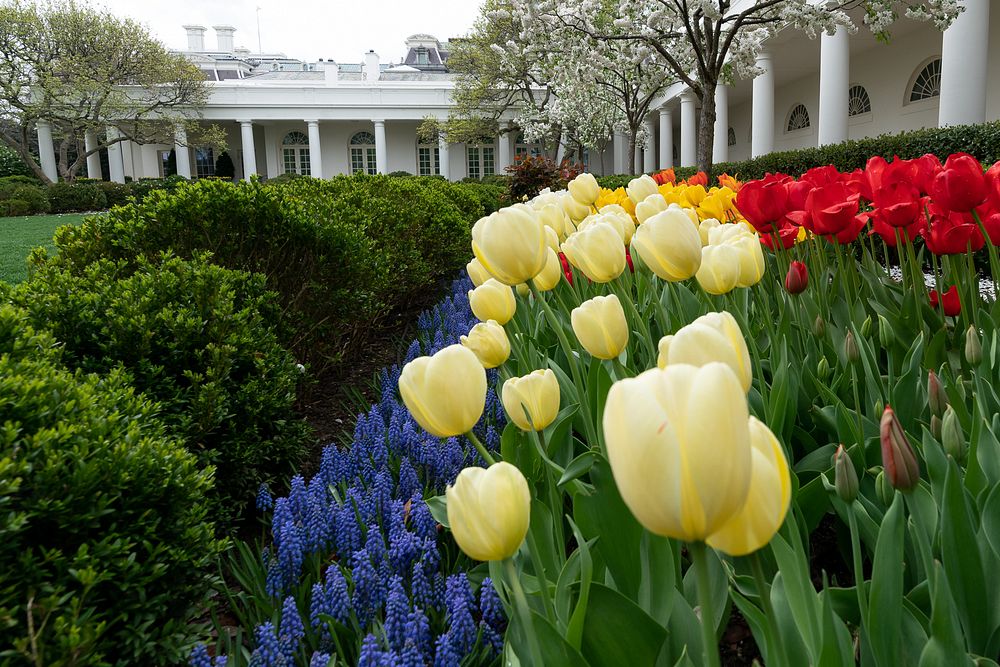 Spring at the White HouseTulips are seen in bloom Tuesday, April 8, 2019 in the Rose Garden of the White House. (Official…