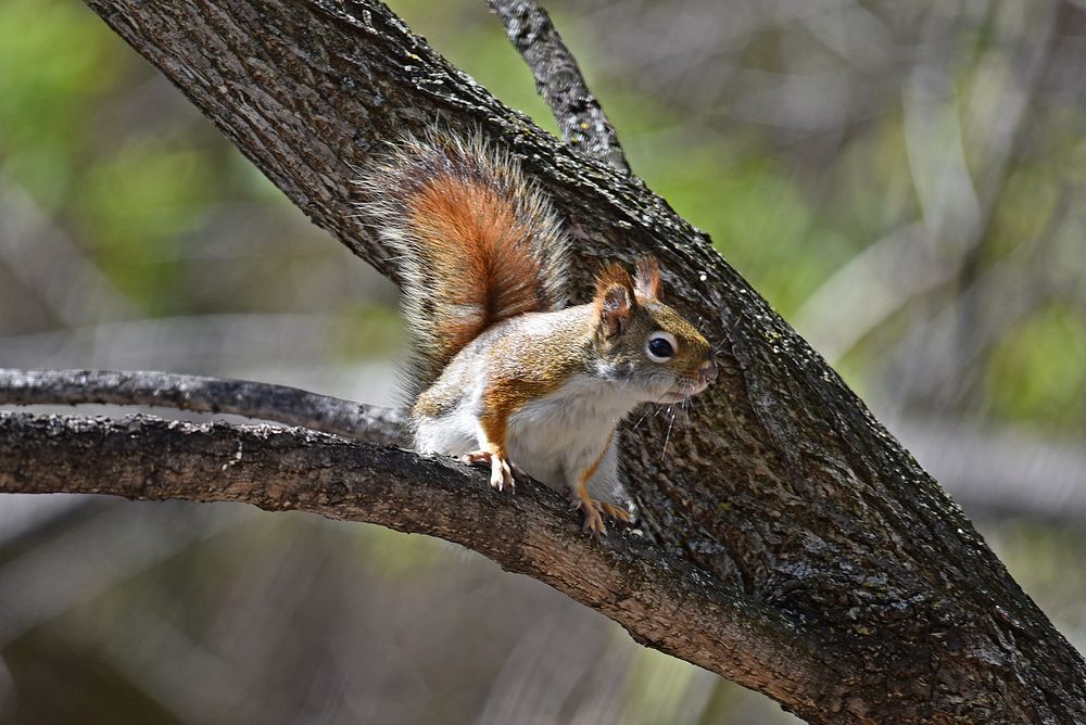 Red squirrel perched in a treePhoto by Courtney Celley/USFWS. Original public domain image from Flickr
