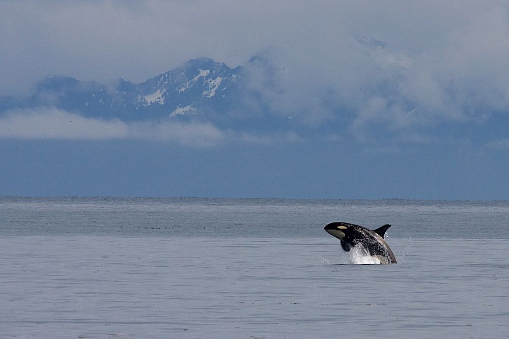 Orca whale surfacing in the Alaskan sea. Original public domain image from Flickr