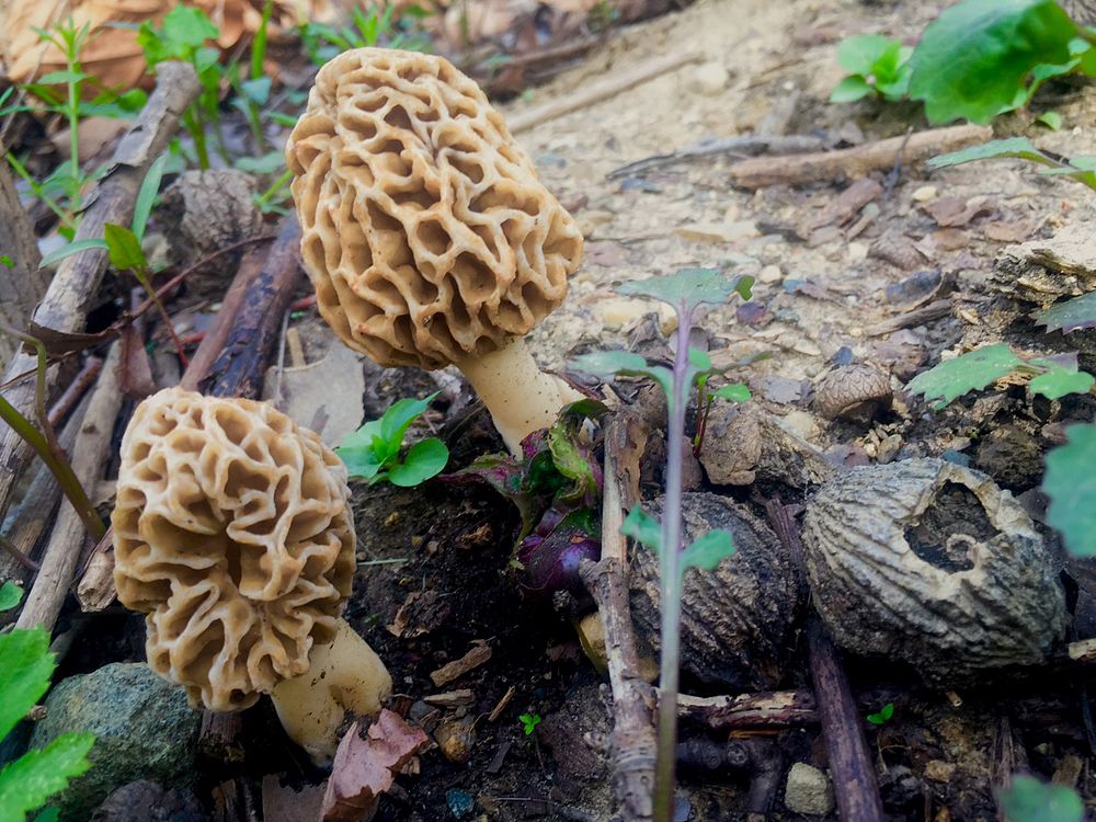Morel mushrooms at SalamonieSpring rains and warm weather bring Morel mushrooms to Salamonie Lake. (USACE Photo by Ryan…
