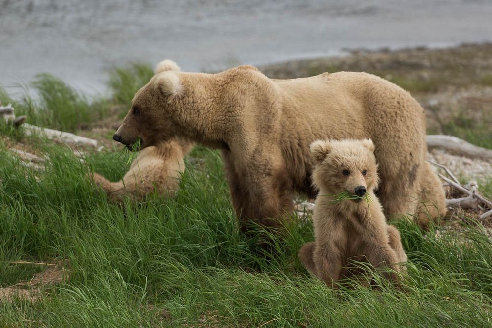 Bear 128 and cubs (Grazer) at Brooks River, Katmai National Park. Original public domain image from Flickr
