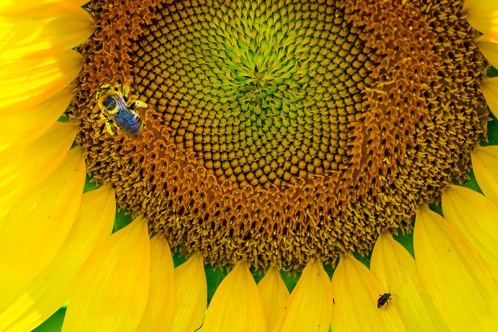 A bee takes notice that sunflowers are beginning to bloom in the Western Montgomery County, McKee-Beshers Wildlife…