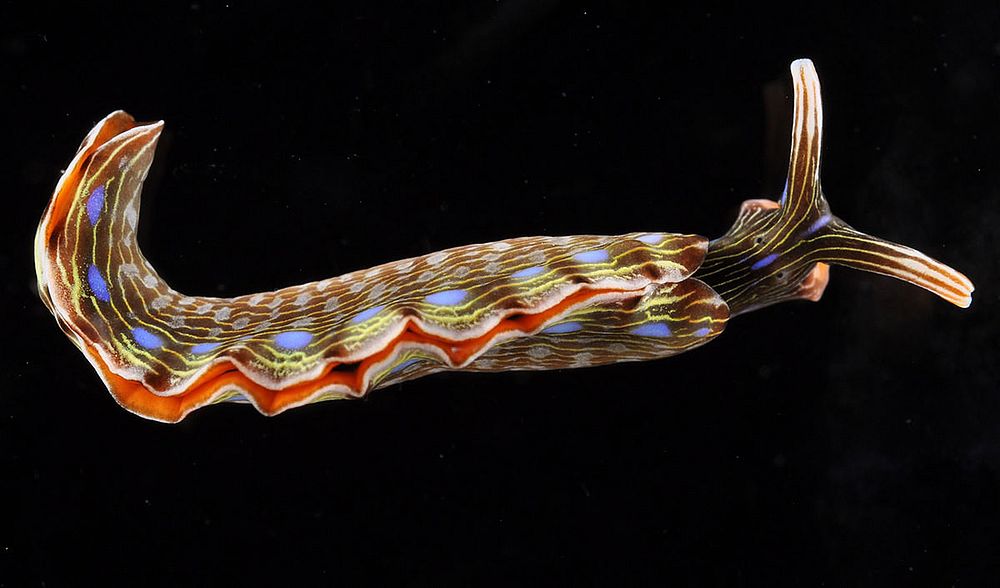 Autonomous Reef Monitoring Structures (ARMS) uncover many beautiful creatures, including this nudibranch during a Pacific…
