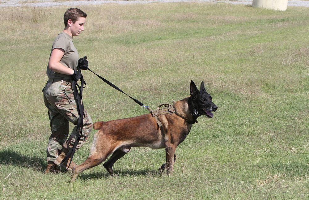 902nd Military Working Dog Detachment, Fort Sill, Oklahoma., Nov. 7, 2016. Original public domain image from Flickr