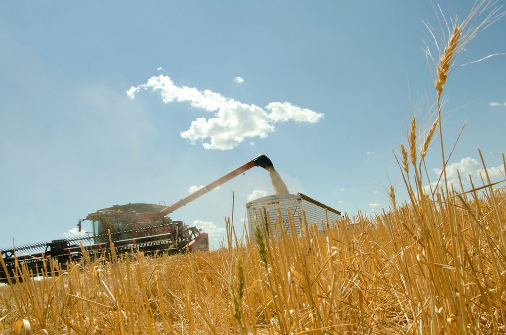 A combine filling up a grain truck during the harvest of winter wheat in Beach, ND. July 18, 2012.. Original public domain…