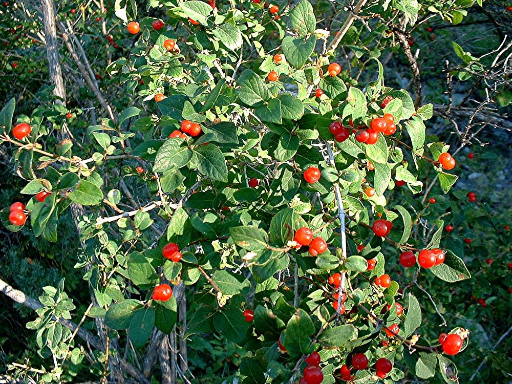 Caprifoliaceae, Lonicera. Columbus, Montana. May 15, 2004. Original public domain image from Flickr
