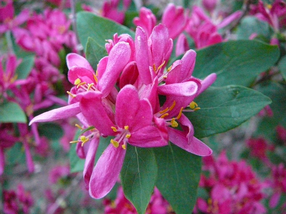 Tartarian honeysuckle in blossom. Original public domain image from Flickr