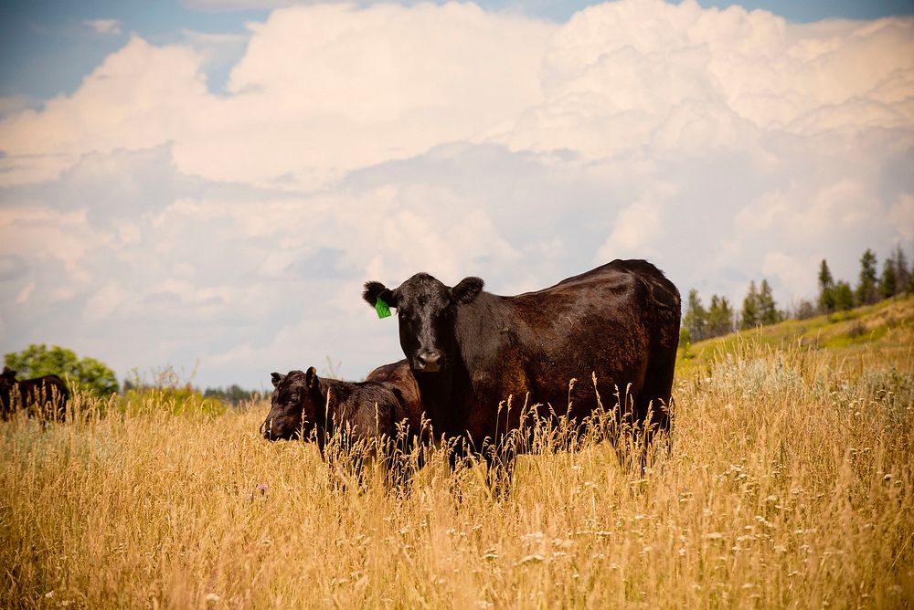 Cattle on K&D Livestock, Inc., near Stacey, MT. Developed as part of the grazing plan for the ranch.