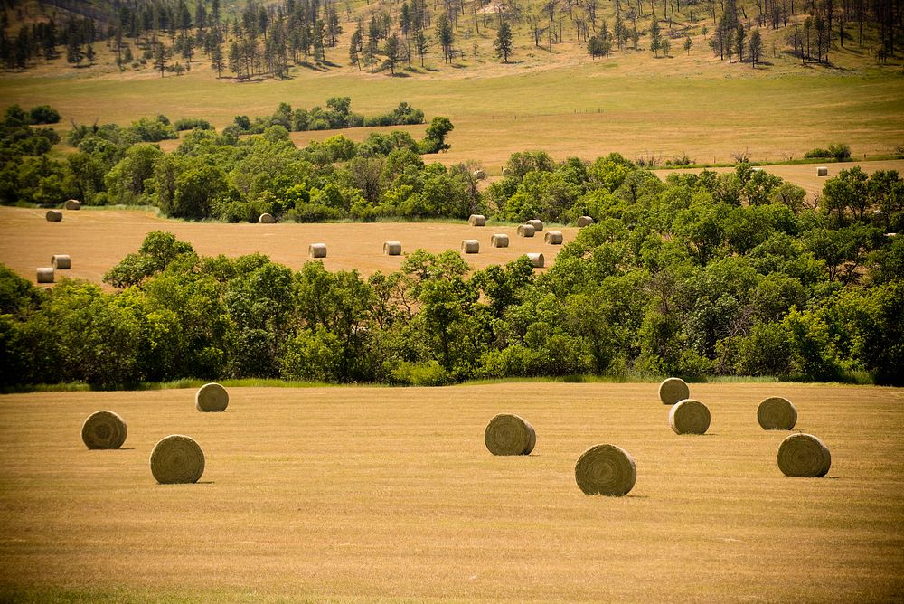 Hay harvested by K&D Livestock, Inc., near Stacey, MT. The Kolka family has participated in the Environmental Quality…