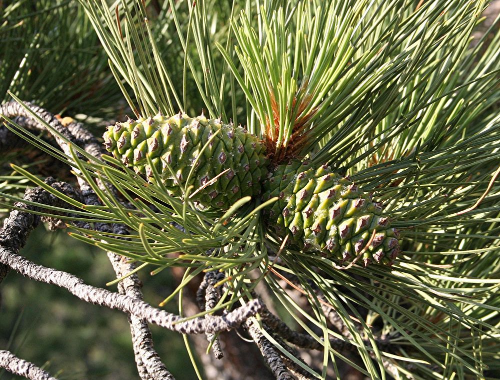 Pinus ponderosa, Ponderosa pine. Columbus, Montana. June 23, 2006. Original public domain image from Flickr